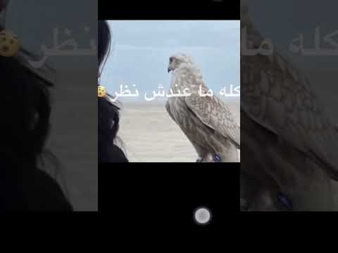 شن جاب البومة للحر شكله ما عنداش نظر