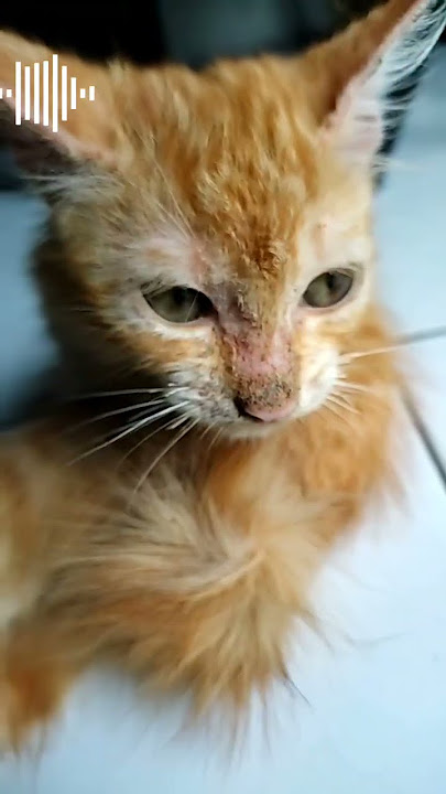 Tertawan❤️🎤😿 #cat #fyp #shorts #shortvideo #subscribe #tiktok #agunkromerouno #viralvideo #cute #car