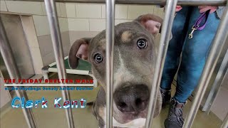 The Friday Shelter Walk At CCAS For The Weekend Of Feb. 18, 2022 by Friends of the Cuyahoga County Animal Shelter 1,030 views 2 years ago 43 minutes