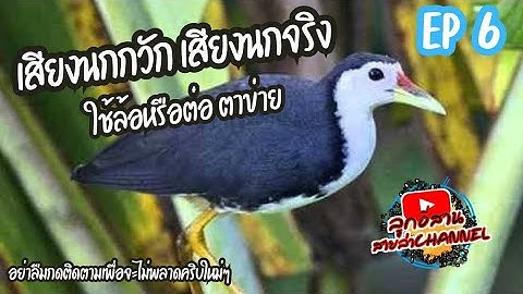 เสียงนกกวัก นกจริง  EP6 ใช้ล่อหรือต่อกลางคืน (ต่อตาข่ายหมานๆๆ)
