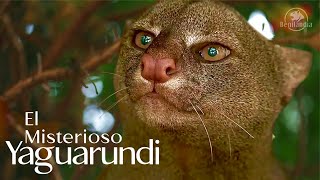 YAGUARUNDI - Uno de los felinos más desconocidos a pesar de su buena distribución. #onza #jaguarundi by BENILANDIA 679,414 views 1 year ago 5 minutes, 1 second