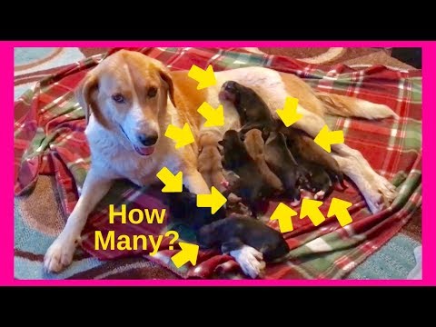 HOW MANY PUPPIES Can a Dog Have?