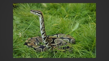 Why Do Ball Pythons Do "The Cobra"? - Benjamin