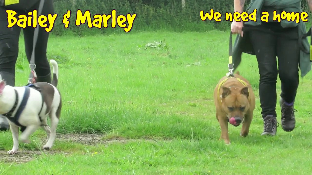 Dogs Trust Leeds: Bailey