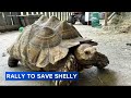 School community upset over closure of ecology center that houses Shelly the tortoise