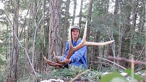 2016 North Idaho Elk Shed Hunting and Wolf Hunting (BIG BROWNS) Brandon Pitcher