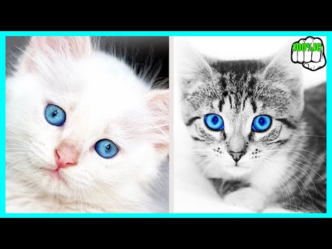 Video: Los Gatos Mas Bonitos