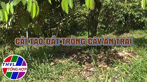 Nông nghiệp bền vững: Cải tạo đất trồng cây ăn trái