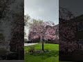 Spring in Edison, New Jersey #spring #springtime #hugoontheroad