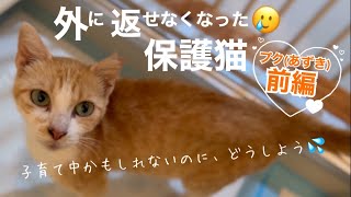 保護主の葛藤。ガリガリで疲れた猫さん外に返せなくなってしまいTNRから保護に切り替えたが、子育て中かもしれないのにどうしよう プク(現在あずき)が家猫になるまでの記録[前編]