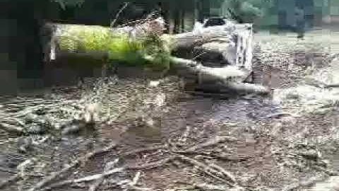 Bobcat t650 moving big logs