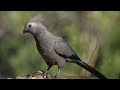 Grey Go-Away Bird Call