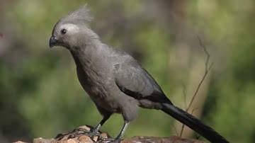 Grey Go-Away Bird Call