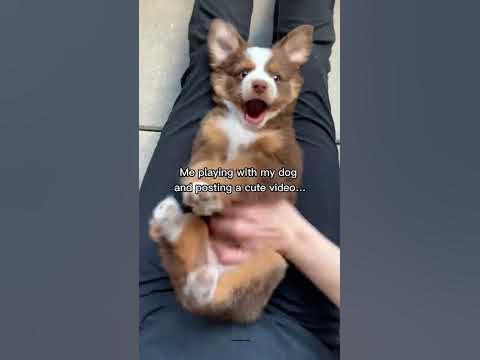 Our puppy video went viral - YouTube