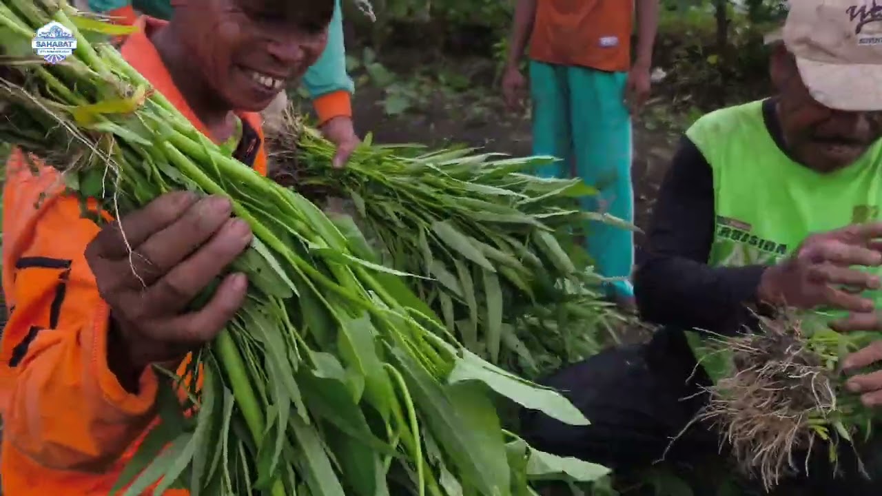 Panen Kangkung buat jualan di Warung 7 Mar 2026