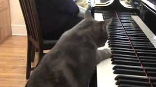 cat plays piano