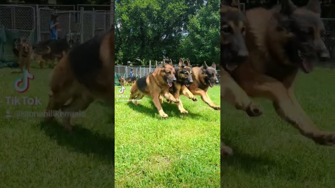 Stonehill german shepherds cheap
