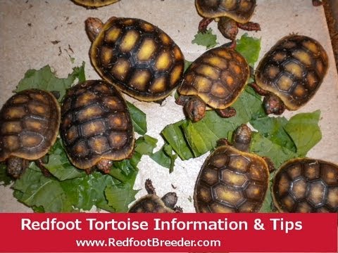 Red Foot Tortoise Food Chart