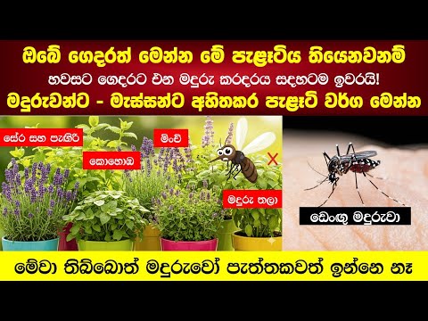​මේ පැලෑටිය ඔබේ නිවසේ තියෙනවනම් හවසට ගෙදරට එන මදුරුවන්ගෙ කරදරය සදහටම ඉවරයි!