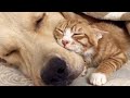 ПРИКОЛЫ С ЖИВОТНЫМИ / Смешные коты / Собаки / Смешные животные 163
