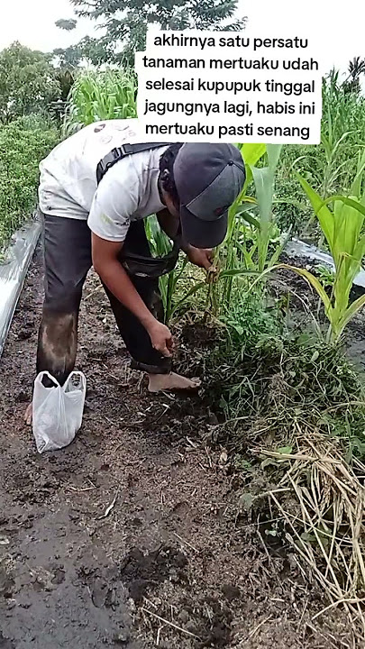 #videoshort #jangkauanluas