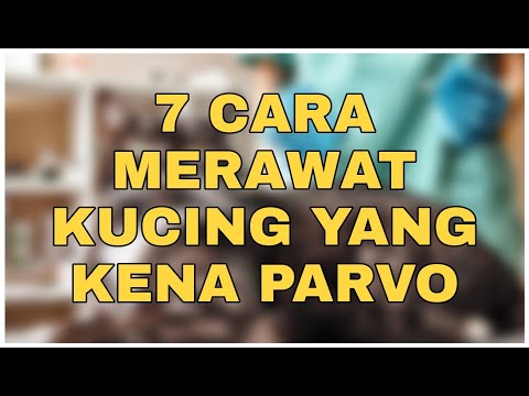 Video: Rawatan Kanser Untuk Anjing Dan Kucing Adalah Mengenai Kualiti Hidup