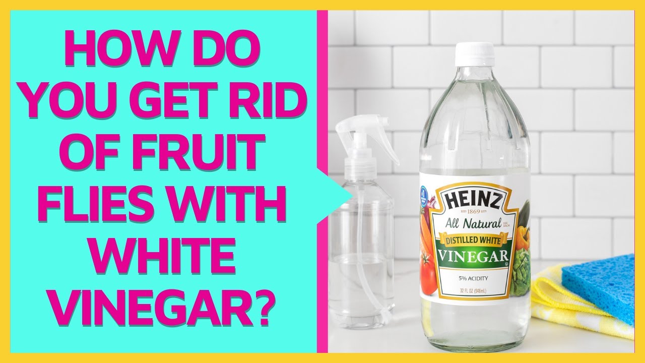 How to get rid of fruit flies naturally