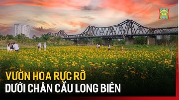 Vườn hoa rực rỡ dưới chân cầu Long Biên | Tin tức