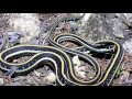 Download Bears Show How To Identify Venomous Snakes Bears Show How To Identify Venomous Snakes