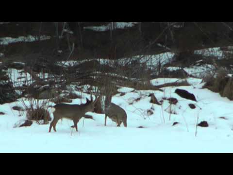 Video: Hvordan Forhindre En Kamp