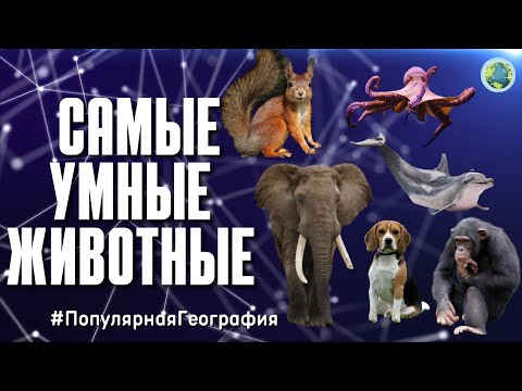 Топ - 10 самые умные животные! Земля. Животные. Интересные факты. Популярная География.