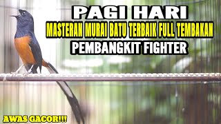 MASTERAN TERBAIK MURAI BATU GACOR ISIAN KENARI CILILIN LOVEBIRD KAPAS TEMBAK PRENJAK BETINA