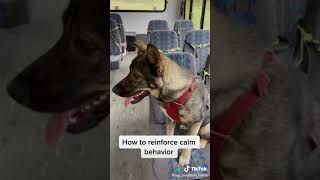 Rewarding Calm Behavior in a dog (What you pet, is what you get)