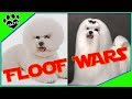 Bichon Frise vs Maltese - Dog vs. Dog:Which is Better?