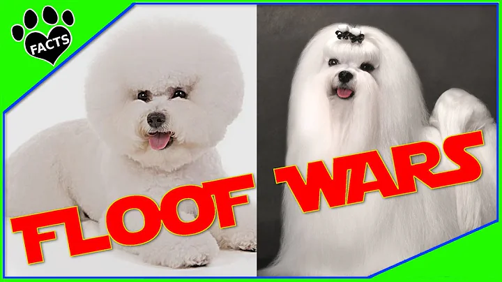 Bichon Frise vs Maltese: Which is Better? Dog vs Dog - DayDayNews