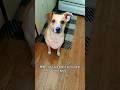 No Witnesses #dog #funny #doghumor #trainingday #lol #dogownerproblems