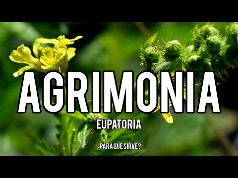 Video: Agrimonia común: propiedades útiles, contraindicaciones y características de la aplicación