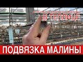 КАК ПОДВЯЗАТЬ МАЛИНУ В ТЕПЛИЦЕ