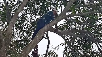 Cưa cây xoài kỹ thuật cao ,hên không dính miễn bơm