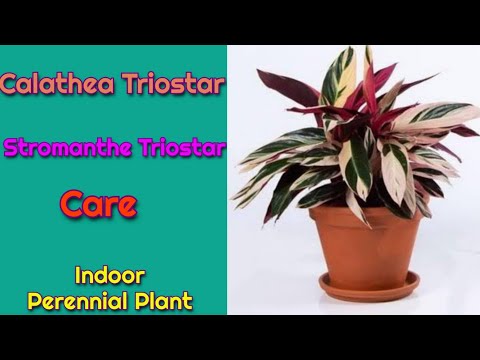Stromanthe Triostar Plant care/ Best Indoor Perennial Plant Calathea Triostar