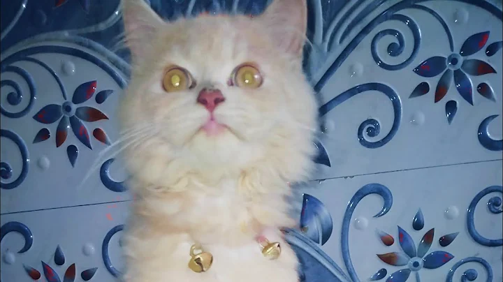 Watch the video about Cat funny videos Tom and Jerry cute cat funny animals videos live EP. 32. 2024