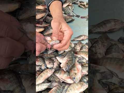 سمك مزارع وانواع البلمى وجميع انواع الأسماك الطازجه