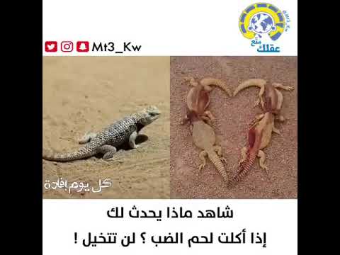 الضب لحم فتوى رقم