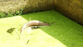 चोलापुर गांव में मिला, इस हालत में जहरीला कोबरा की देखकर हैरान रह जायेंगें।
