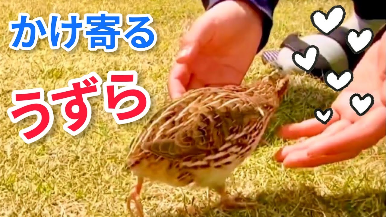 【なつき過ぎてかわいいウズラ】/並うずら/人工孵化/ベタ慣れ - YouTube