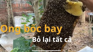 Nguyên nhân đàn ong bốc bay bỏ đi / cách giữ chân đàn ong.