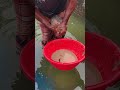German Fish Farm Roe 🇩🇪 #viral