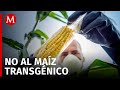 EU no ha aceptado realizar estudio conjunto sobre maíz transgénico: AMLO