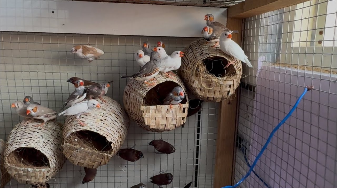 Part-1 Zebra finches Bird Mini colony setup Zebra finch bird 🕊️ breeding progress Zebra finch feeder
