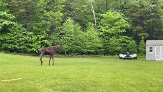 Moose in Becket, MA